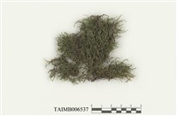 藏品(砂苔屬)的圖片